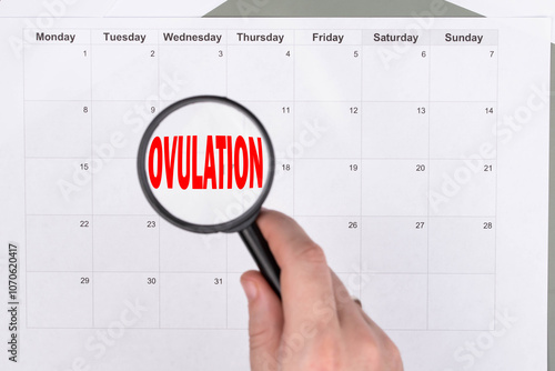 Large wall calendar, under magnifying glass, focused on Ovulation - concept of menstrual cycle tracking, ovulation, and pregnancy planning photo