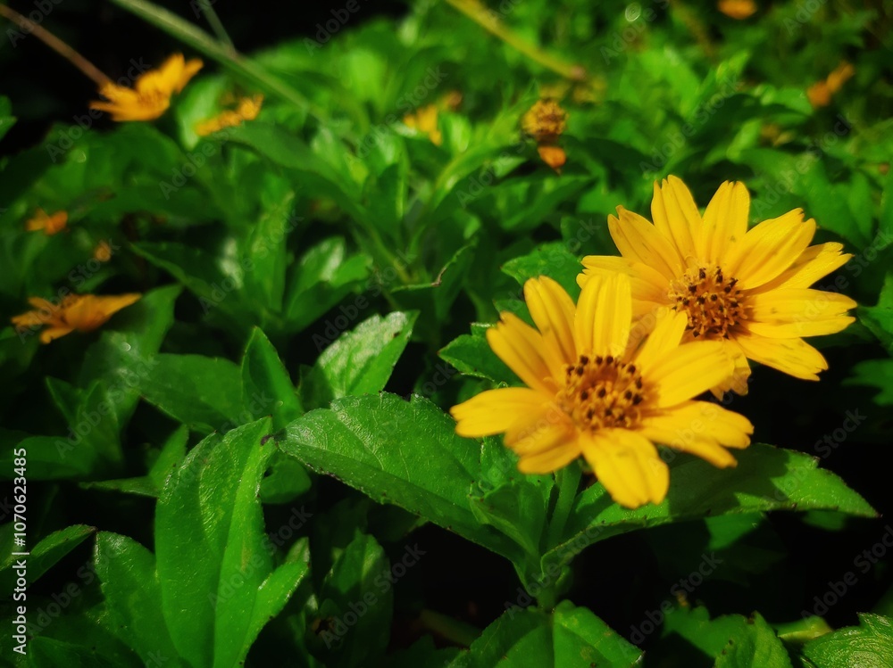 Bright Yellow Flowers in Vibrant Green Garden Setting Bright Yellow Flowers in Vibrant Green Garden Setting