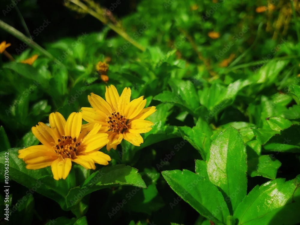 Close-Up of Vibrant Yellow Flowers in Lush Green Garden Close-Up of Vibrant Yellow Flowers in Lush Green Garden