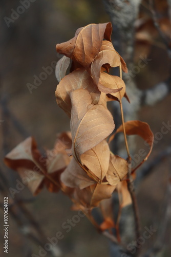 autumn dried leaves on a branch