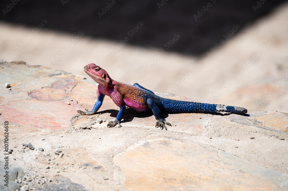 Agama lizard sunbathing, Serengeti National Park