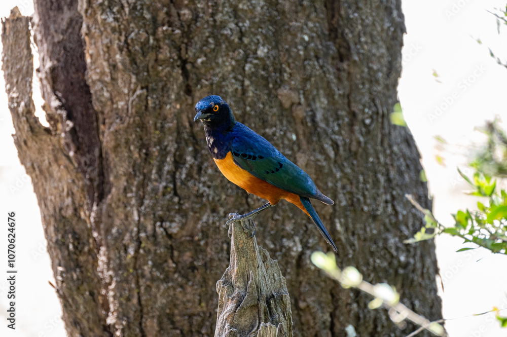 Naklejka premium Superb Starling, Serengeti National Park