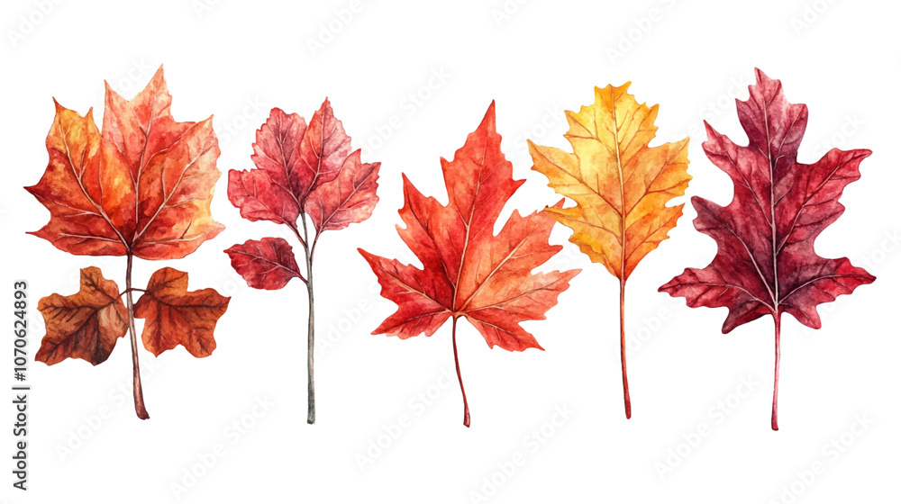 Beautiful a collection of watercolor autumn leaves, including maple, oak, and birch, in shades of red, orange, and yellow vector illustration. Beautiful a collection of watercolor autumn leaves, including maple, oak, and birch, in shades of red, orange, and yellow vector illustration.
