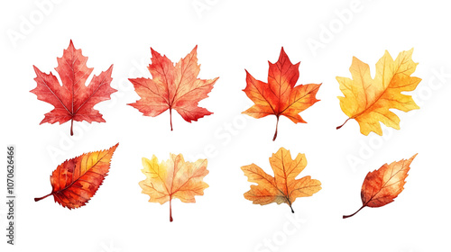 Beautiful a collection of watercolor autumn leaves, including maple, oak, and birch, in shades of red, orange, and yellow vector illustration.