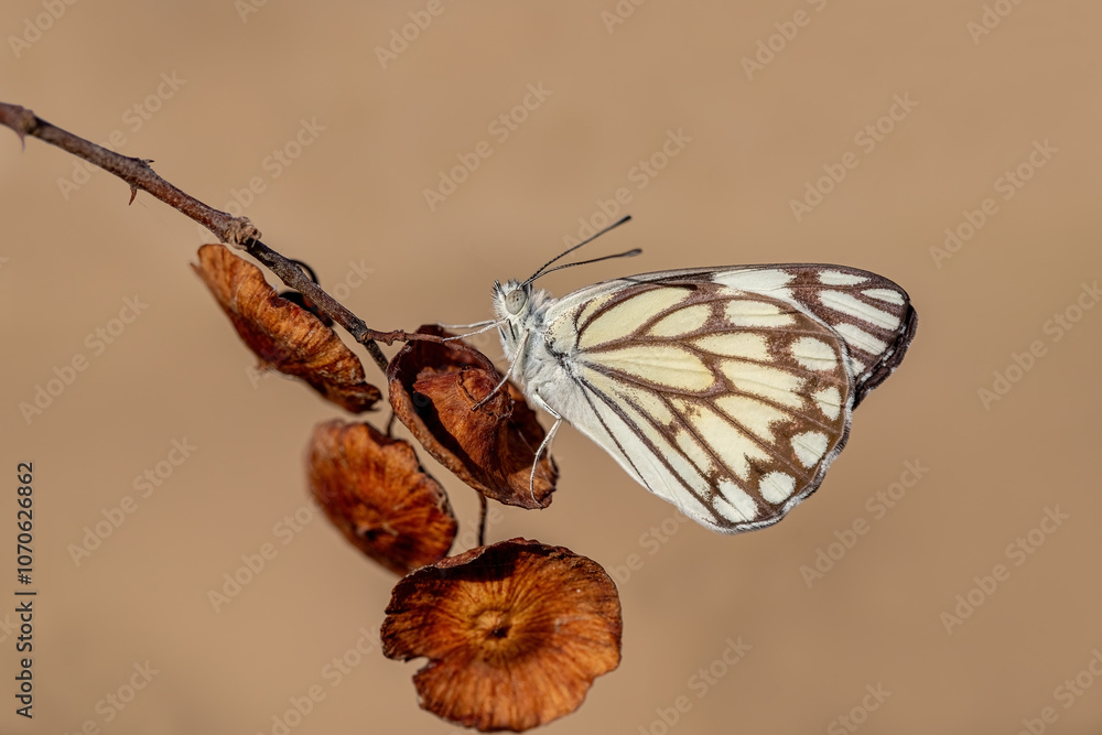 White Pioneer butterfly (Belenois aurota)