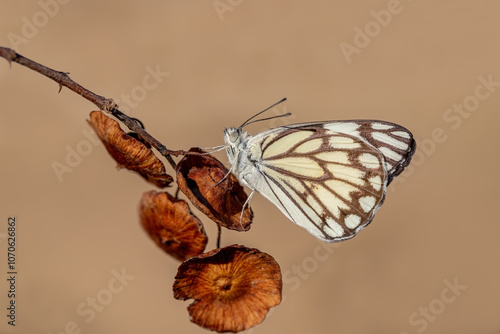 Obraz na płótnie White Pioneer butterfly (Belenois aurota) w salonie