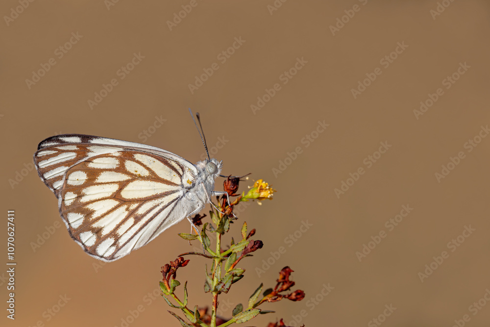 White Pioneer butterfly (Belenois aurota)