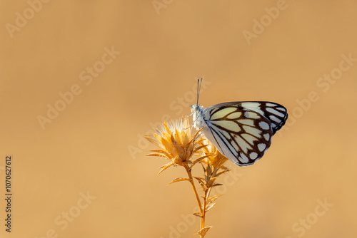 Obraz na płótnie White Pioneer butterfly (Belenois aurota) w salonie