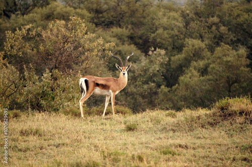 antelope standing in the savanna