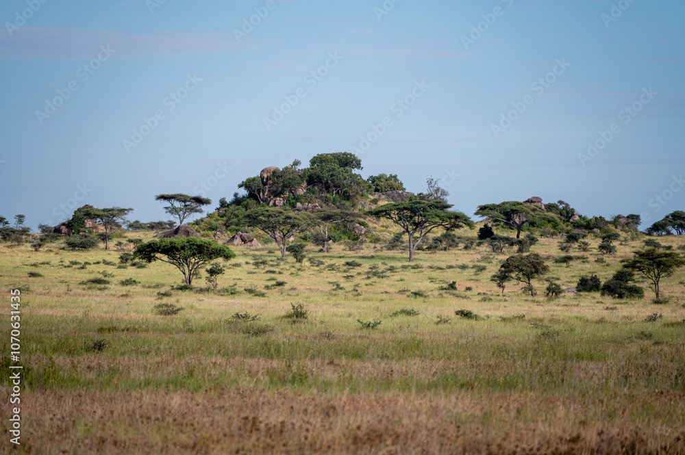 Obraz premium The savannah, Serengeti National Park