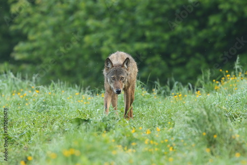 Wilk szary, wilk (Canis lupus) photo