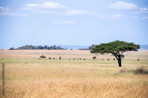 The savannah, Serengeti National Park