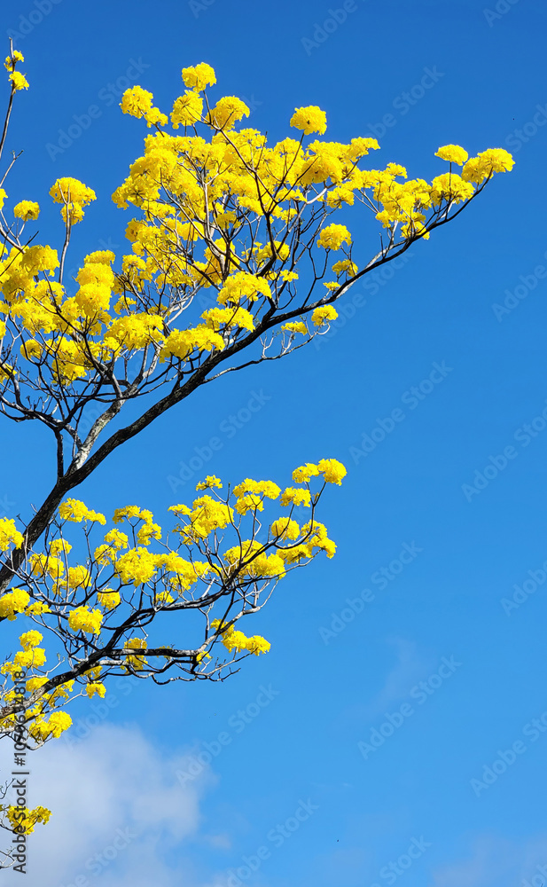 Guayacan Tree flowering agaisnt a deep blue sky Guayacan Tree flowering agaisnt a deep blue sky