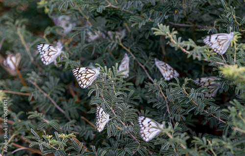 belenois aurota Brown White Butterfly Israel photo