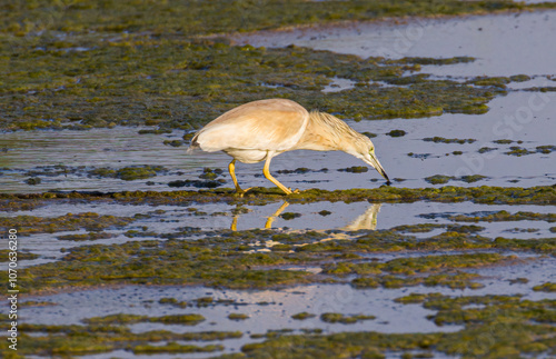 Squacco Heron Ardeola ralloides fishing in a water photo