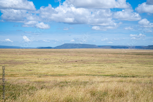 The savannah, Serengeti National Park