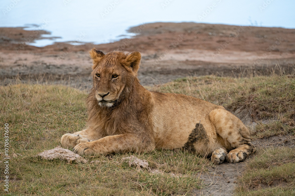 Fototapeta premium Baby lion, Serengeti National Park