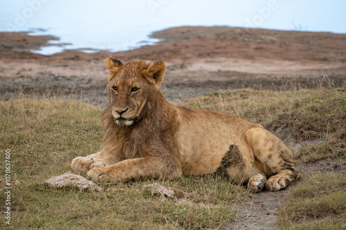 Baby lion, Serengeti National Park