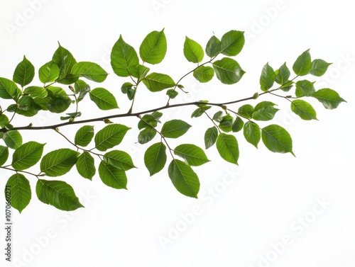 A branch with vibrant green leaves against a white background, showcasing nature's beauty in simplicity.