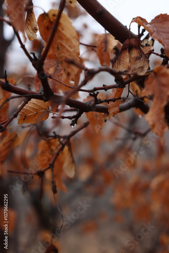 autumn leaves on the tree