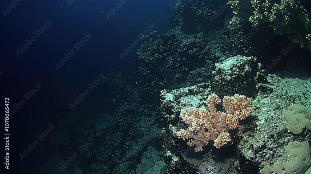 Fototapeta premium Underwater coral reef with a pink coral.