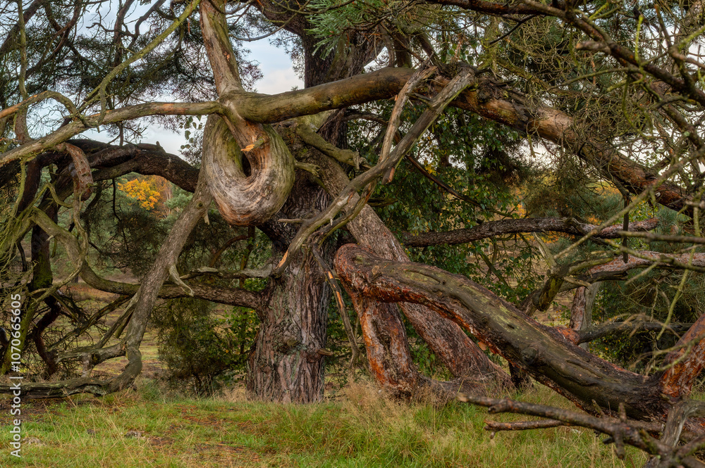 Large, extremely overgrown tree with a rare branch structure in a meadow Large, extremely overgrown tree with a rare branch structure in a meadow