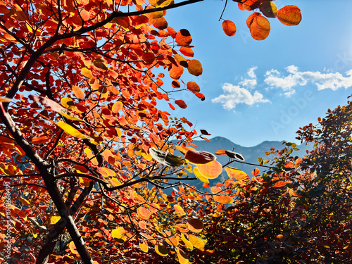 Autumn season in Beijing china, yellow flowers and leaves with blue sky and amazing view of leaves and trees 