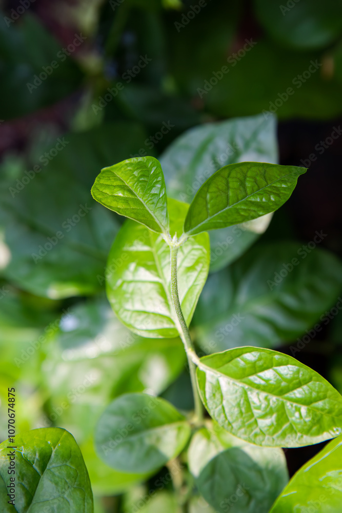 Bright green leaves in a tropical garden, showcasing vibrant color and healthy growth. Fresh plant leaves. Nature-inspired fresh leaves. shiny green leaves. Lush greenery with natural texture Bright green leaves in a tropical garden, showcasing vibrant color and healthy growth. Fresh plant leaves. Nature-inspired fresh leaves. shiny green leaves. Lush greenery with natural texture