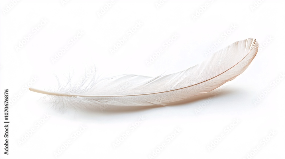Obraz premium A Single White Feather: A Study in Lightness and Grace