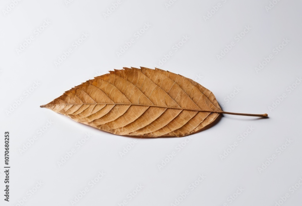 a_single_dried_leaf_clean_background a_single_dried_leaf_clean_background