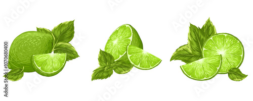 Limes, mint compositions vector illustrations set. Realistic tropical fruit. Mojito bundle. Whole and cut lime, peppermint leaves. Organic fruits for lemonade juice, cocktails, healthy food.