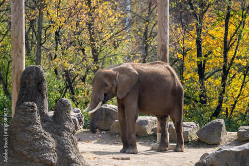 Canvas Print Elephant drinking water in the Pittsburgh zoo.
