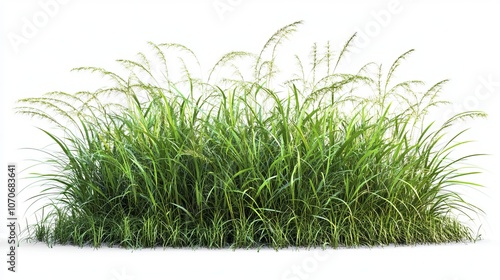 Vetiver grass, or Vetiveria zizanioides, is a hyperrealistic jungle botanical grass. Highly Detailed Isolated On White Background photo