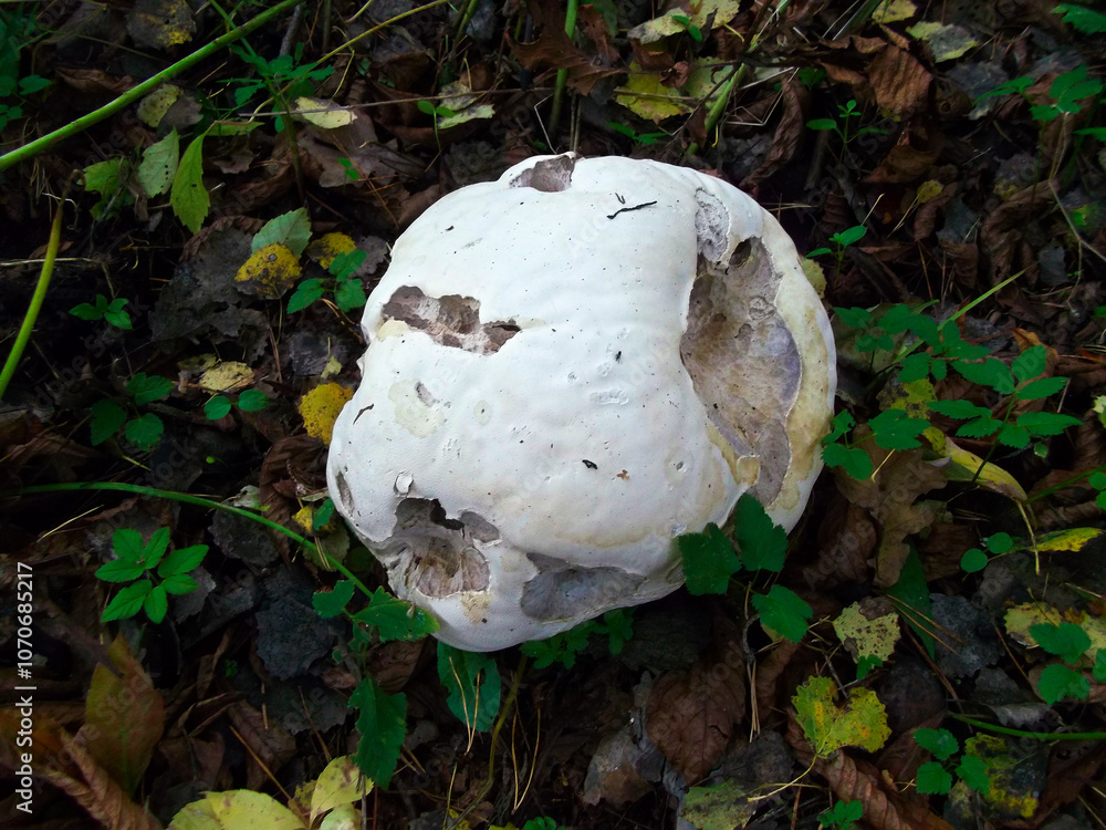 Ein Riesenbovist in einem Wald