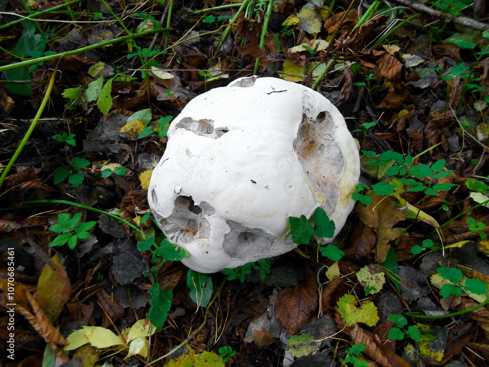 Ein Riesenbovist in einem Wald