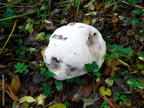 Obraz na płótnie Ein Riesenbovist in einem Wald w salonie