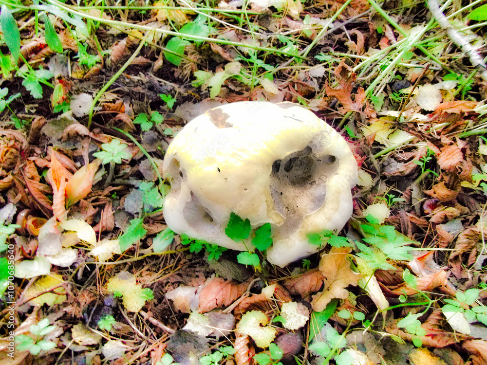 Ein Riesenbovist in einem Wald