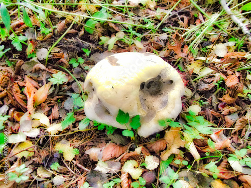 Ein Riesenbovist in einem Wald  photo