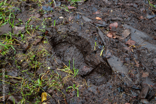 Wellie footprint in the mud, 
