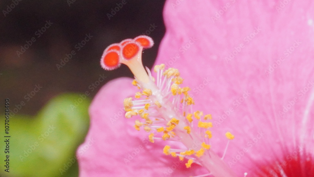 A vibrant hibiscus flower showcasing delicate petals with clear, golden pollen grains, radiating natural beauty and intricate detail.