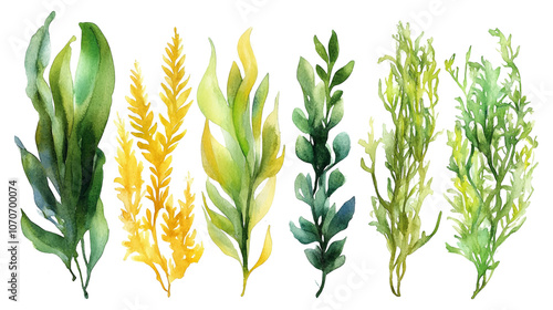 Set of Watercolor seaweed collection isolated on white background illustration.
