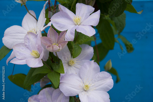 Light lilac clematis on a blue background.