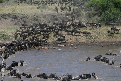 Serengeti Wildlife Wildebeast migration photo