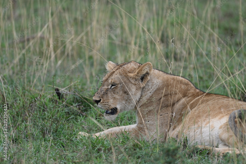 Lion in Serengetia National Park, Tanzania Lion in Serengetia National Park, Tanzania