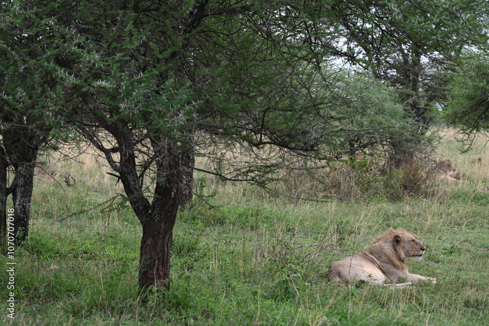 Lion in Serengeti National Park, Tanzania Lion in Serengeti National Park, Tanzania