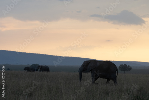 Elephants in Serengeti National Park, Tanzania