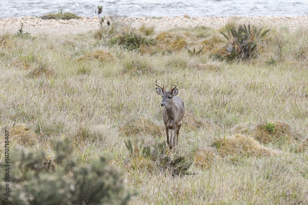 Naklejka premium deer in the forest