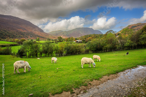 A flock of sheep on the meadows of the Lake District, UK