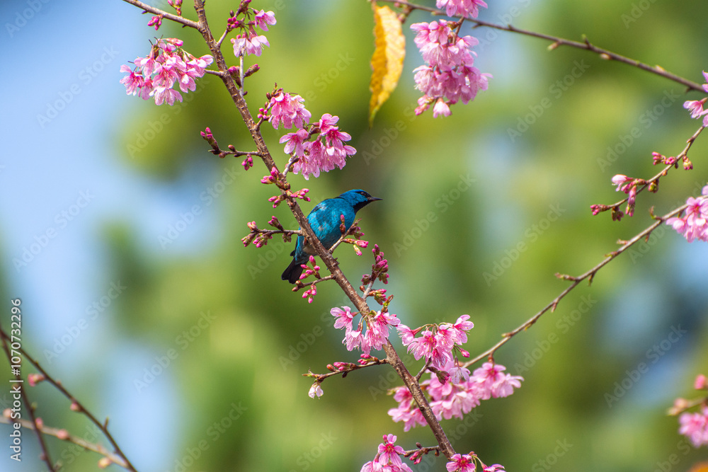 O Contraste do Saí Azul nas Cerejeiras O Contraste do Saí Azul nas Cerejeiras