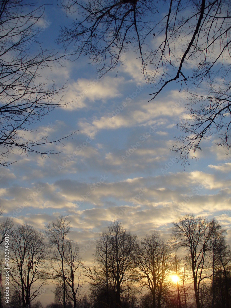 Dark trees and branches in forest and setting sun low above horizon - natural view with sunset. Topics: forestry, season, weather, evening, natural environment Dark trees and branches in forest and setting sun low above horizon - natural view with sunset. Topics: forestry, season, weather, evening, natural environment